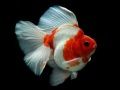 游戏金魚拼圖在线
