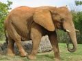 游戏動物拼圖 - 大象在线
