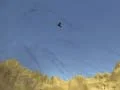 游戏巨嘴鳥射手在线