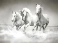 游戏馬匹拼圖在线