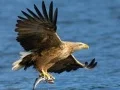 游戏飛翔鳥類滑行在线