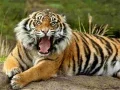 游戏動物拼圖老虎在线