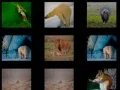 游戏動物記憶在线 游戏動物記憶在线
