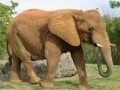 游戏動物拼圖 - 大象在线