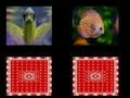 游戏魚類記憶在线 游戏魚類記憶在线