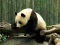 游戏熊貓拼圖在线