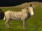 游戏真正的叢林動物狩獵在线
