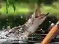 游戏早晨捕獲在线