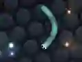 游戏Slither.io在线
