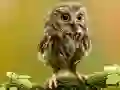 游戏動物隱藏明星在线 游戏動物隱藏明星在线