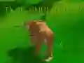 游戏老虎模擬器3D在线