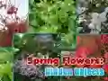 游戏春天的花朵:隱藏物品在线 游戏春天的花朵:隱藏物品在线