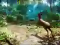 游戏獵人3D在线