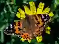 游戏拼圖:春天在线 游戏拼圖:春天在线