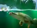 游戏柳樹池在线