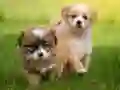 游戏每日拼圖在线