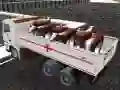 游戏卡車運輸家庭動物在线 游戏卡車運輸家庭動物在线