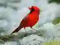 游戏鳥類拼圖在线 游戏鳥類拼圖在线