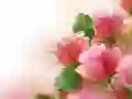 游戏粉玫瑰在线 游戏粉玫瑰在线