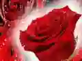 游戏紅玫瑰在线
