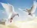 游戏飛翔的鳥在线 游戏飛翔的鳥在线