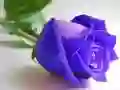 游戏藍玫瑰在线