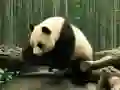 游戏熊貓拼圖在线 游戏熊貓拼圖在线
