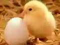 游戏可愛的小生物拼圖在线 游戏可愛的小生物拼圖在线