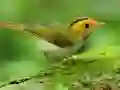 游戏滑行的鳥在线