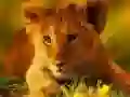 游戏野生寶寶動物拼圖在线 游戏野生寶寶動物拼圖在线