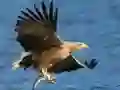 游戏飛翔鳥類滑行在线 游戏飛翔鳥類滑行在线