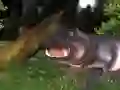 游戏野生河馬狩獵在线 游戏野生河馬狩獵在线