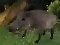 游戏野豬狩獵在线