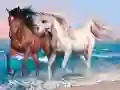 游戏動物拼圖:馬在线 游戏動物拼圖:馬在线
