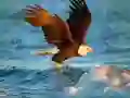 游戏動物拼圖:老鷹在线 游戏動物拼圖:老鷹在线
