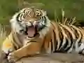 游戏動物拼圖老虎在线 游戏動物拼圖老虎在线