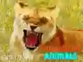 游戏有趣的微笑動物在线 游戏有趣的微笑動物在线