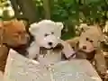 游戏可愛的三隻泰迪拼圖在线