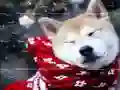 游戏冬季寵物拼圖在线