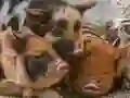游戏小豬拼圖在线