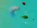 游戏快樂鯊魚.io在线 游戏快樂鯊魚.io在线