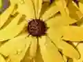 游戏花瓣雨滴拼圖在线 游戏花瓣雨滴拼圖在线