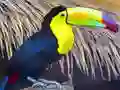 游戏鵲頭鳥拼圖在线 游戏鵲頭鳥拼圖在线