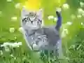 游戏小貓拼圖在线 游戏小貓拼圖在线