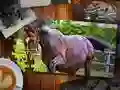 游戏拼圖馬版在线 游戏拼圖馬版在线