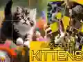 游戏拼圖滑行小貓在线