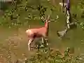 游戏獵鹿在线