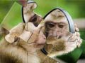 游戏黑猩猩拼圖在线