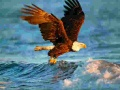 游戏動物拼圖：老鷹在线